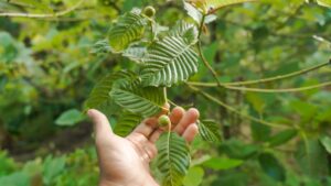 7-OH vs Kratom Withdrawal